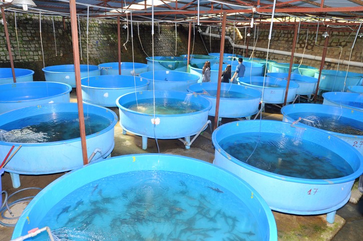 Sturgeon fish breeding farm in Tuyen Lam lake